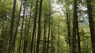 Spring Incentive Programs - Slovenian Forests