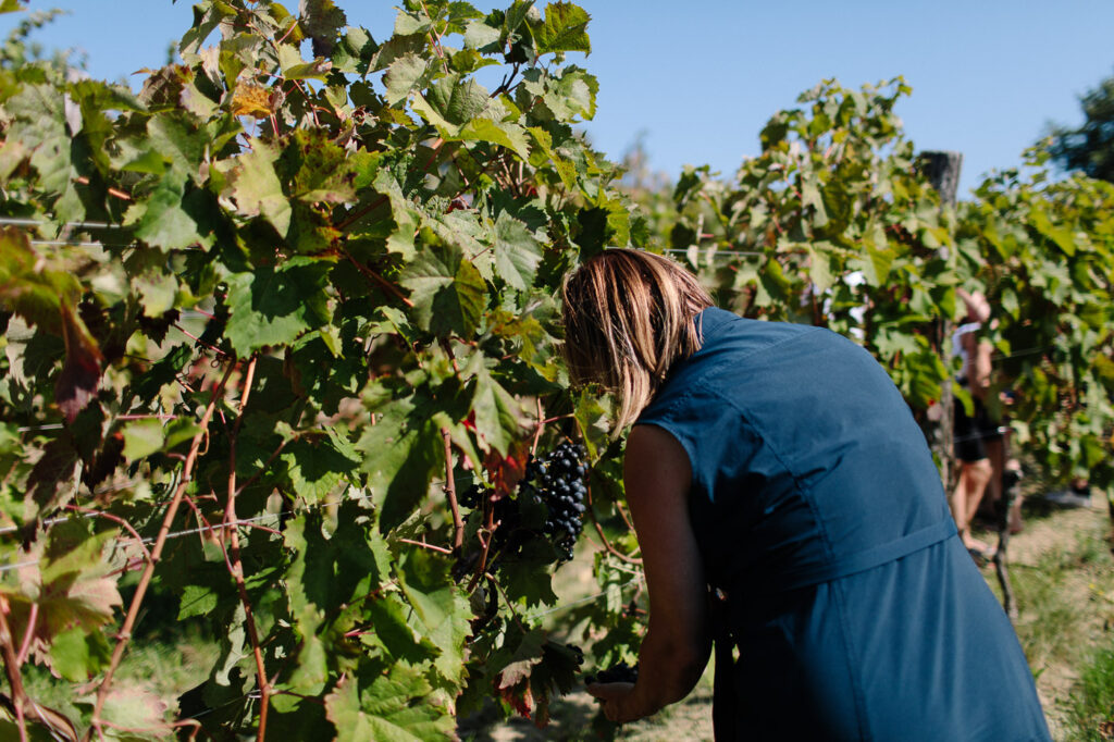 Grape picking hands-on experience Slovenian vineyard