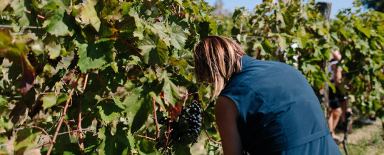 Exploring the Gems of Slovenian Wine Regions: American Resellers’ Journey from Dubrovnik to Zagreb