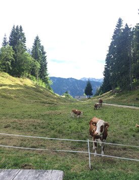 Spring Incentive Programs - Slovenian Cows