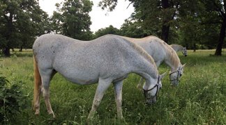 Country Style Picnic Lunch - Lipica Stud Farm
